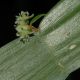 image of Homalocladium platycladum