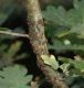 image of Quercus robur