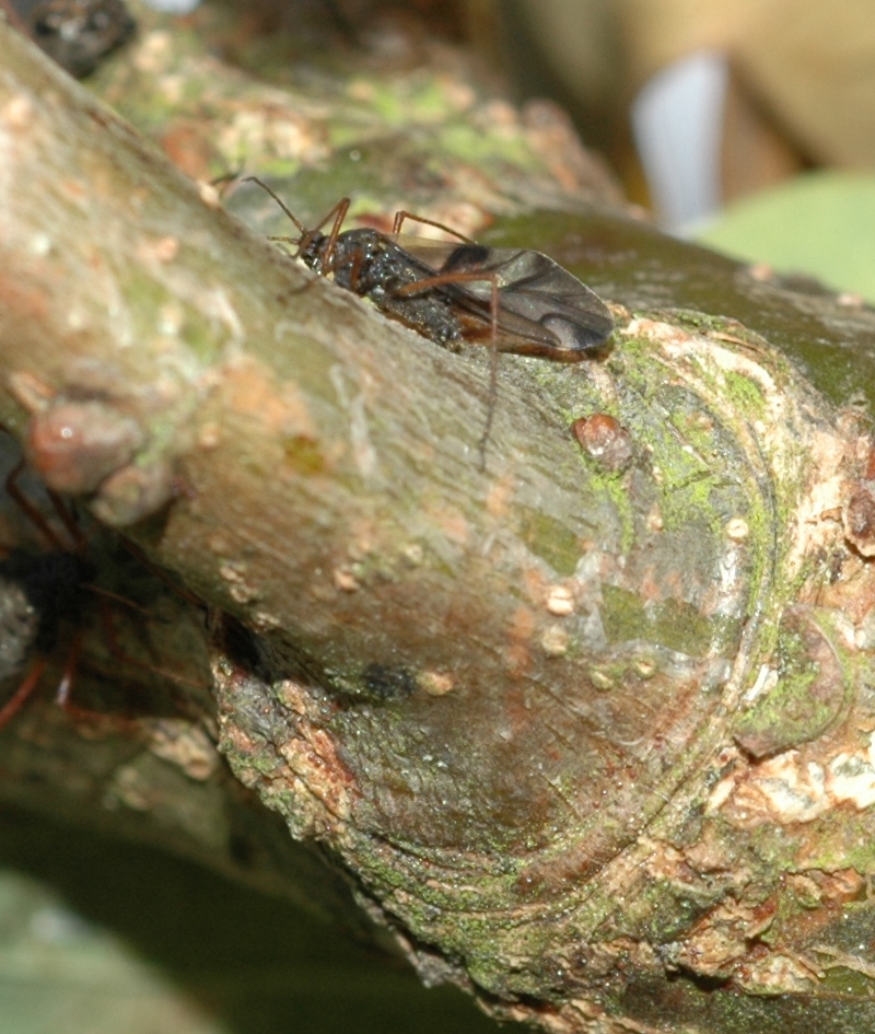 Lachnidae Lachnus roboris