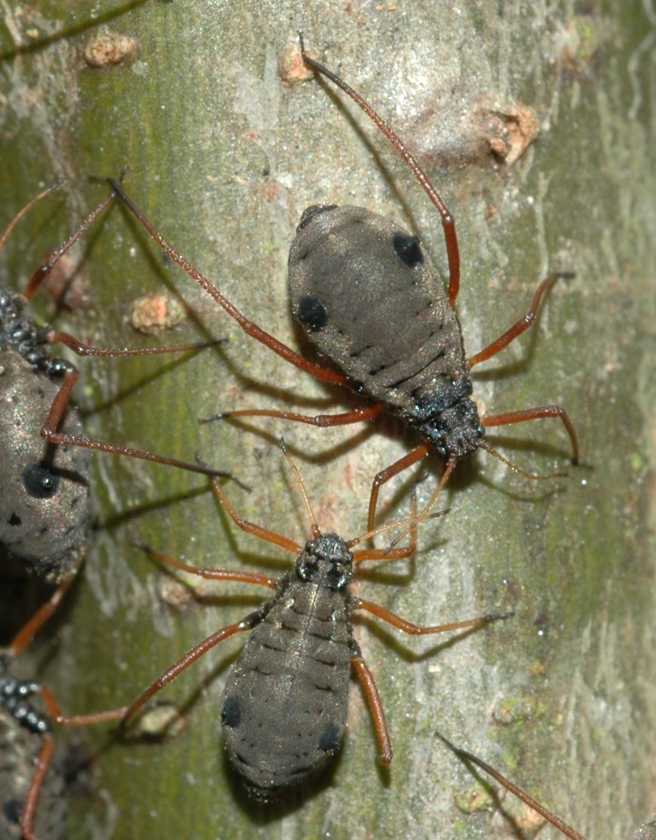 Lachnidae Lachnus roboris