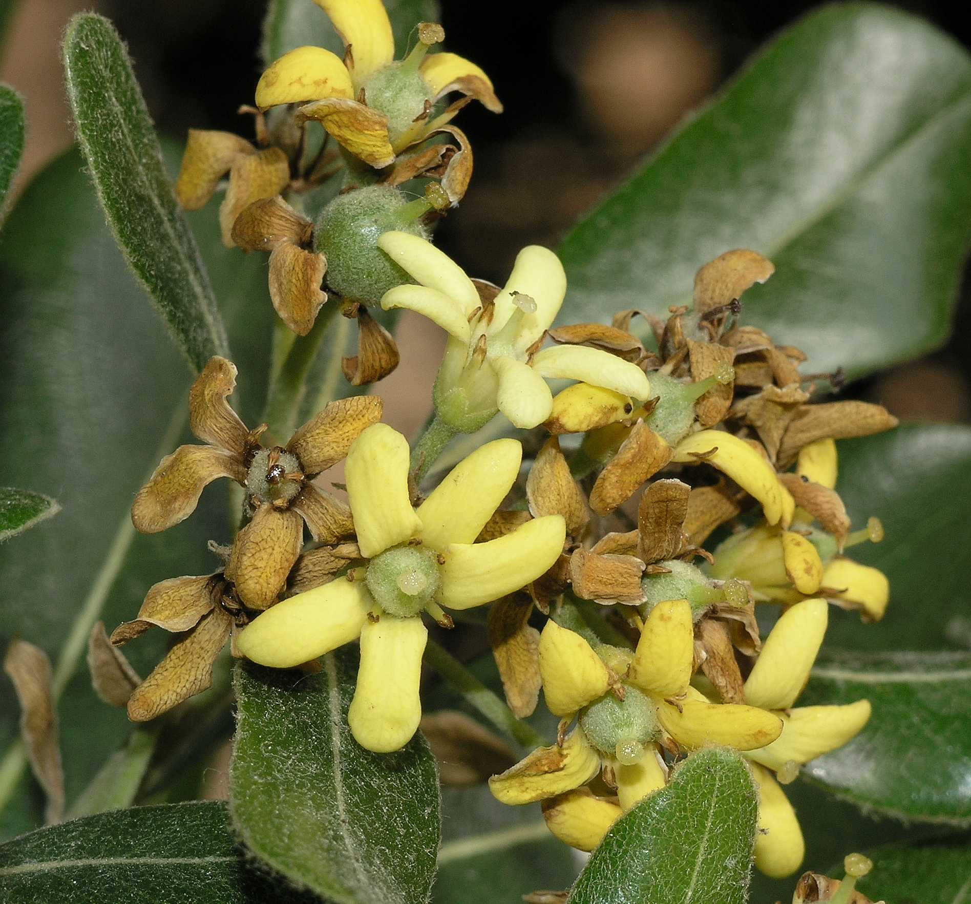 Pittosporaceae Pittosporum tobira