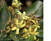 image of Pittosporum tobira