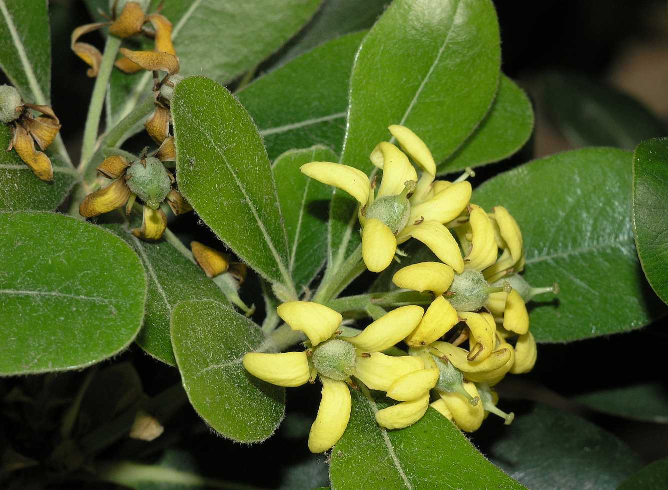 Pittosporaceae Pittosporum tobira