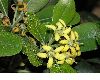 image of Pittosporum tobira