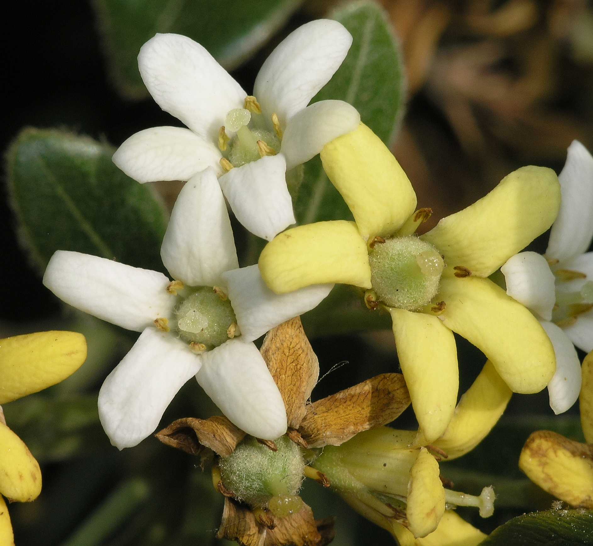 Pittosporaceae Pittosporum tobira
