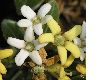 image of Pittosporum tobira