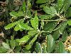 image of Pittosporum tobira