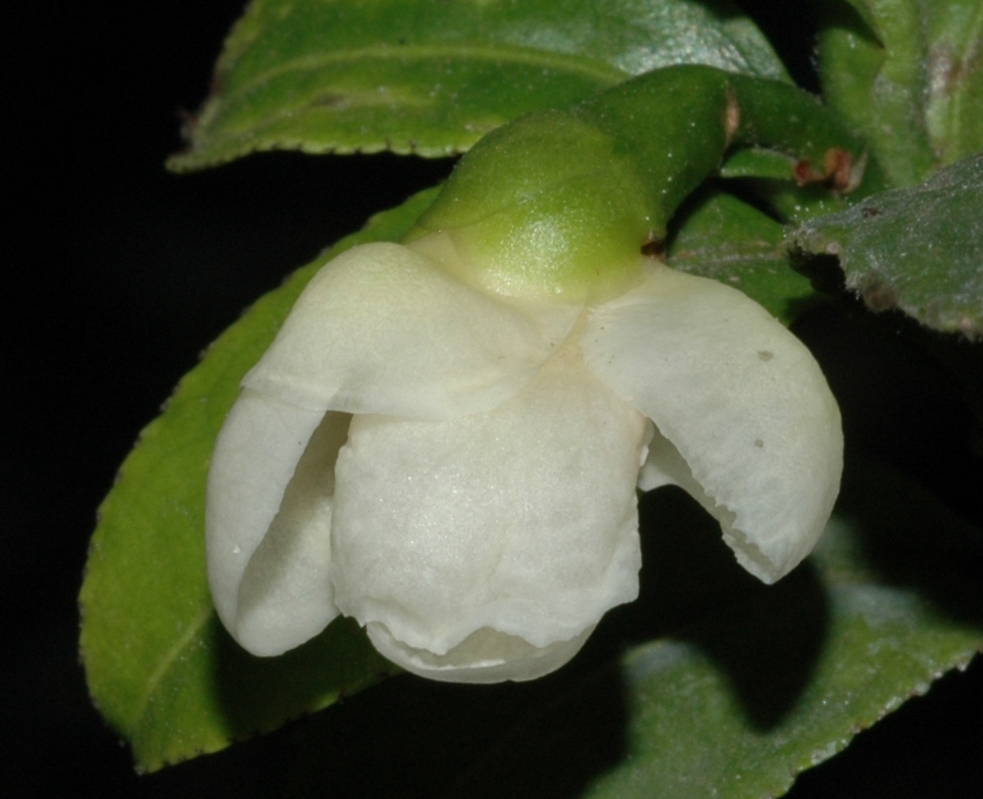 Theaceae Camellia sinensis