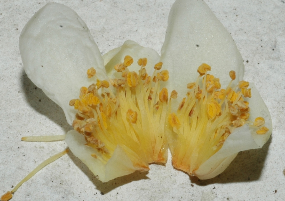 Theaceae Camellia sinensis