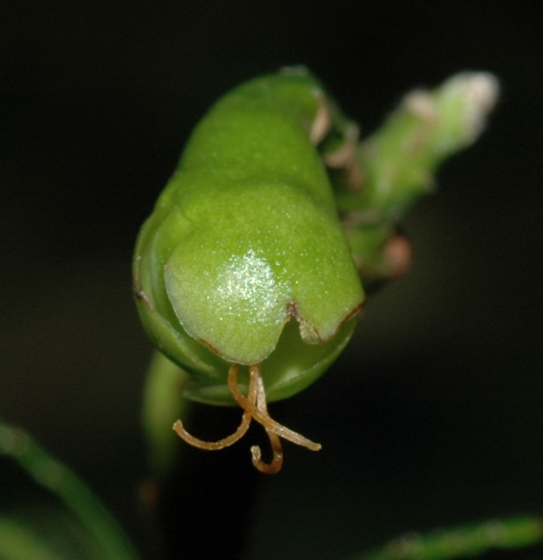 Theaceae Camellia sinensis