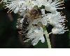 image of Clethra alnifolia