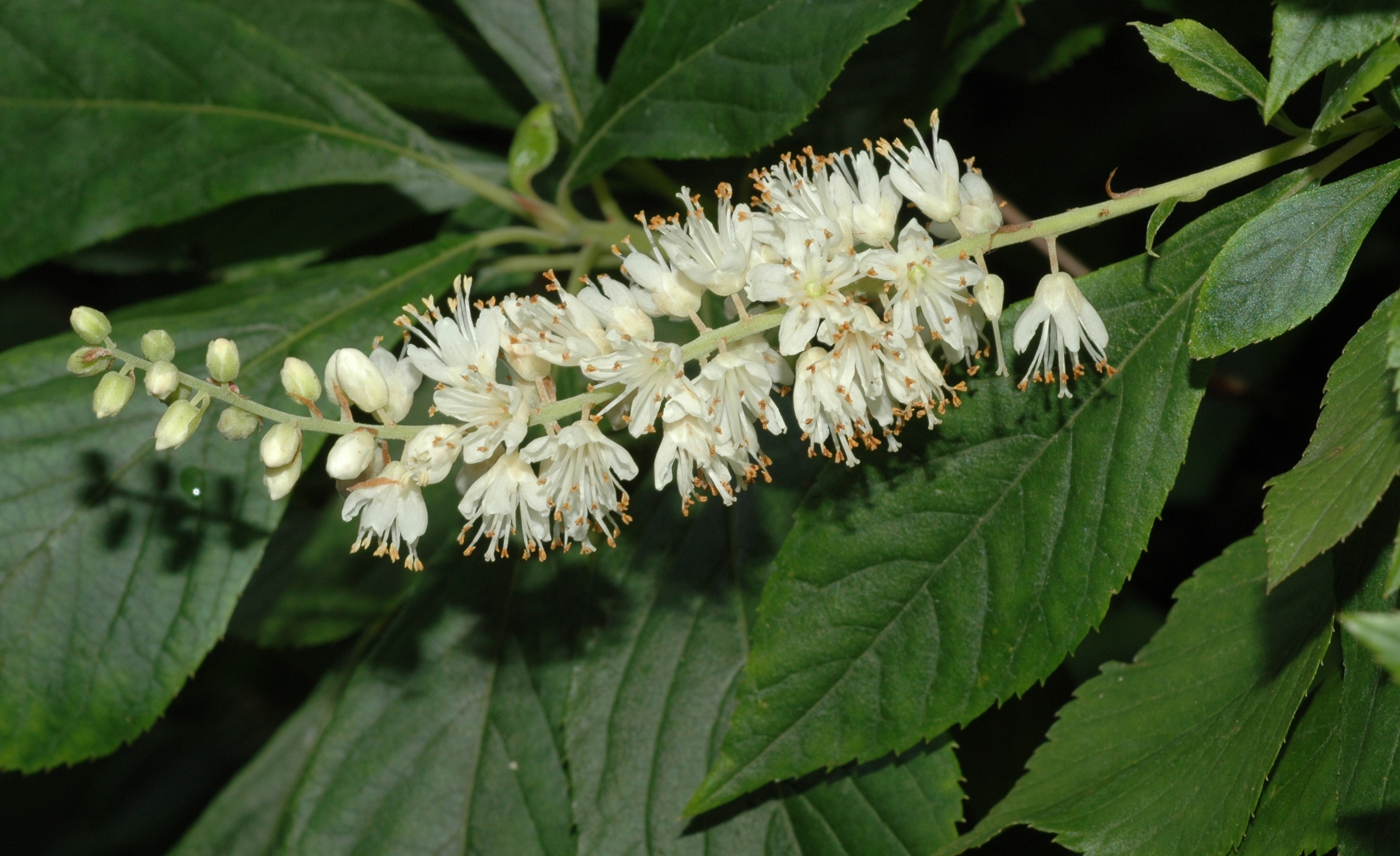 Clethraceae Clethra alnifolia