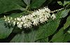 image of Clethra alnifolia