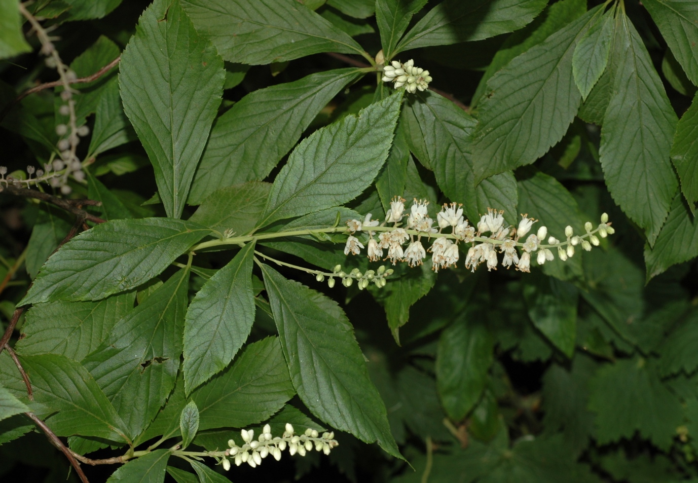 Clethraceae Clethra alnifolia