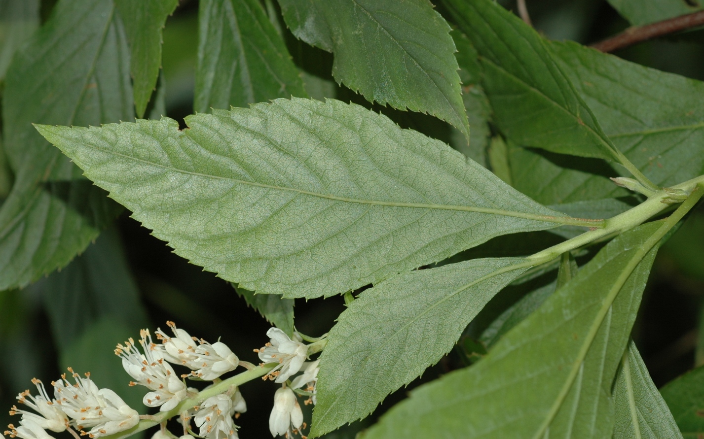 Clethraceae Clethra alnifolia