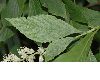 image of Clethra alnifolia