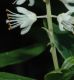 image of Clethra alnifolia