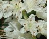 image of Clethra alnifolia