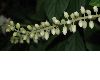 image of Clethra alnifolia