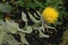 image of Centaurea macrocephala