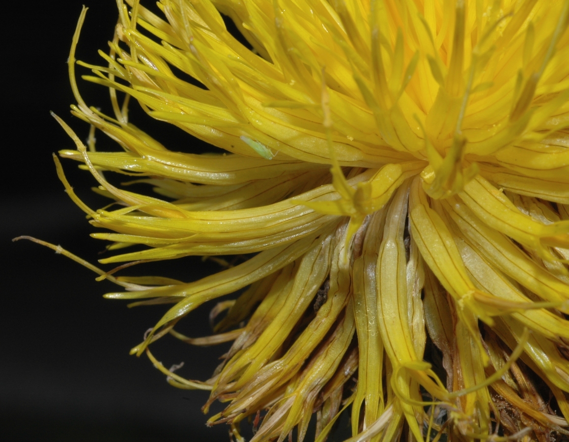 Asteraceae Centaurea macrocephala