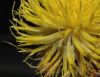 image of Centaurea macrocephala
