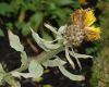 image of Centaurea macrocephala