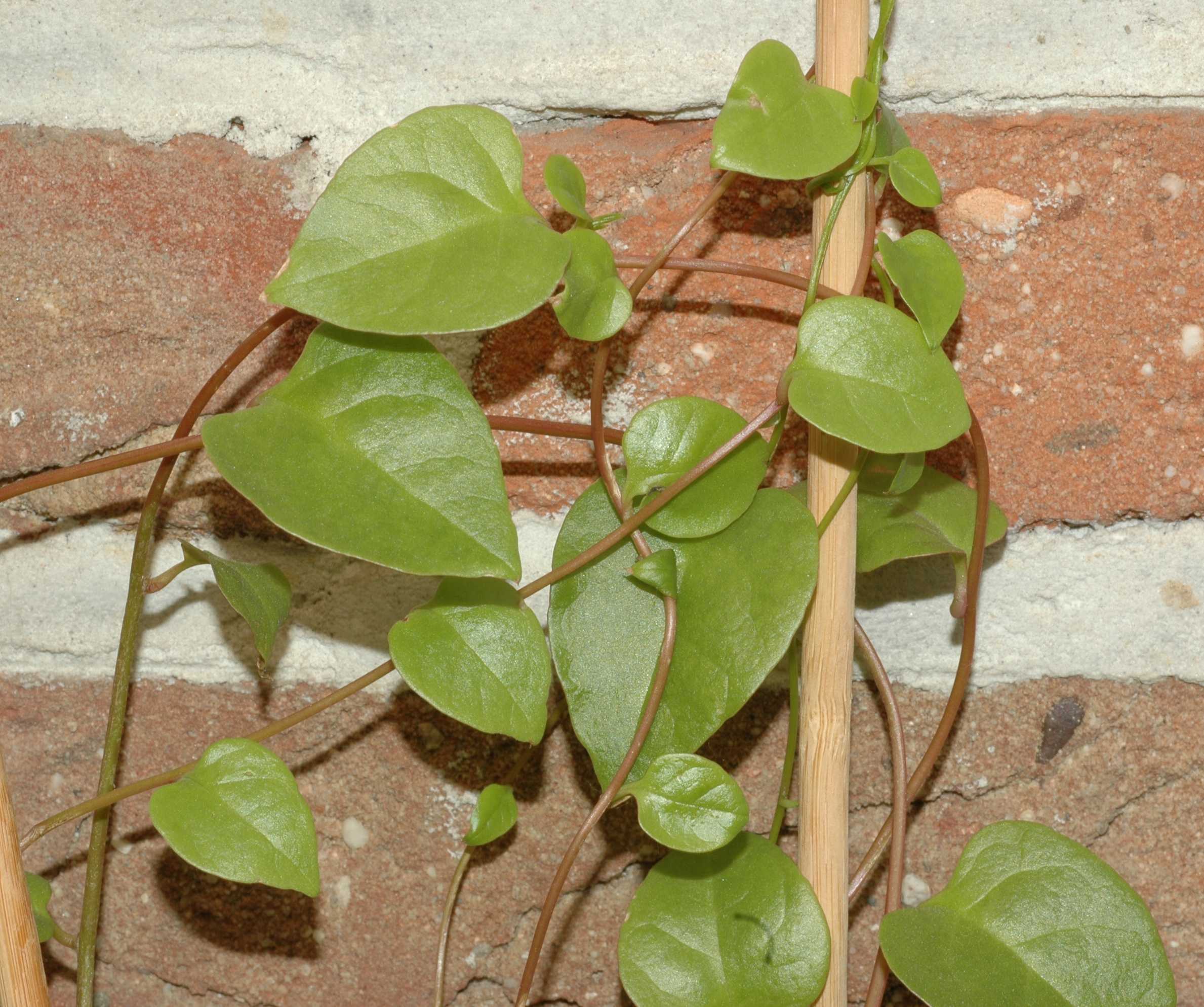 Basellaceae Anredera cordifolia