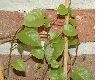 image of Anredera cordifolia