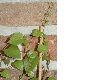 image of Anredera cordifolia