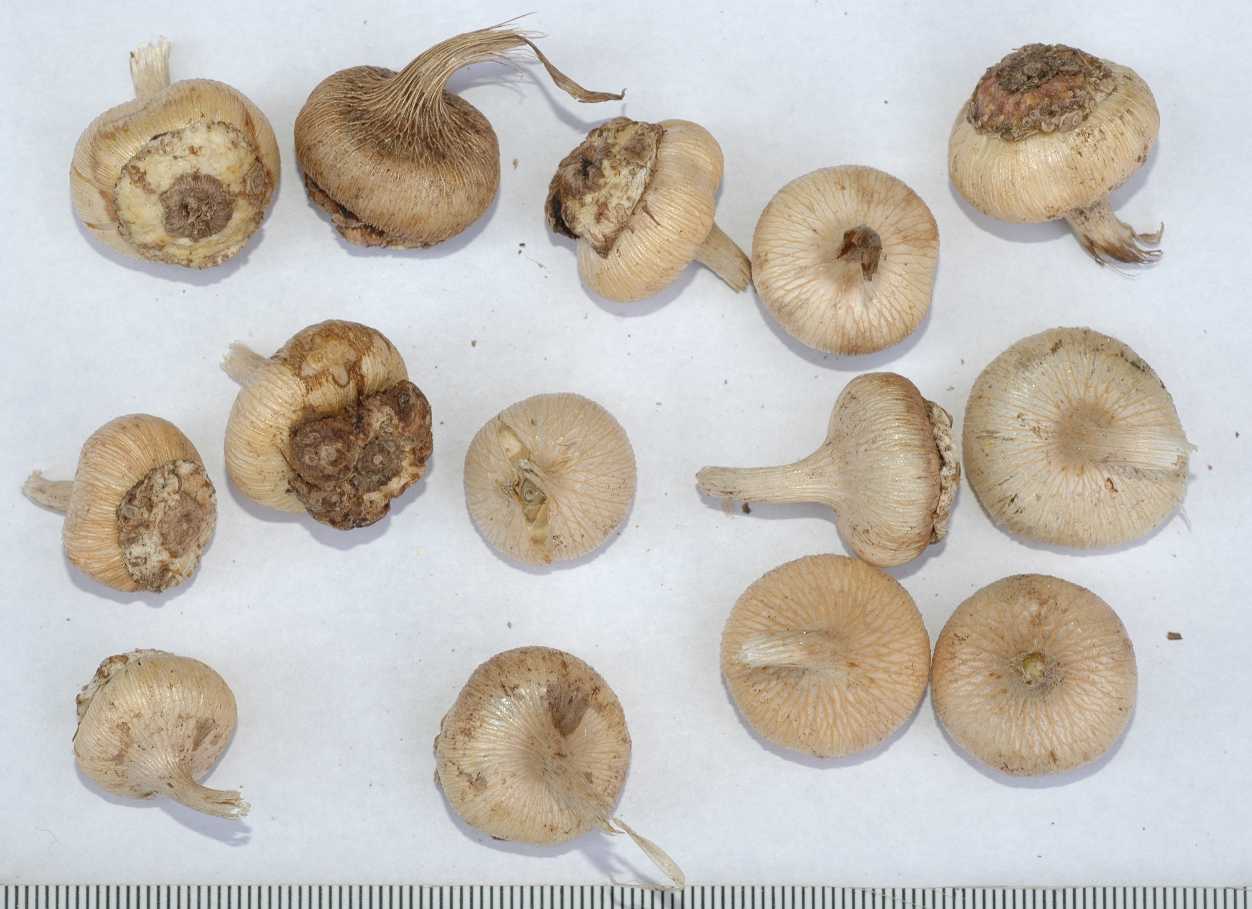 Themidaceae Bloomeria crocea