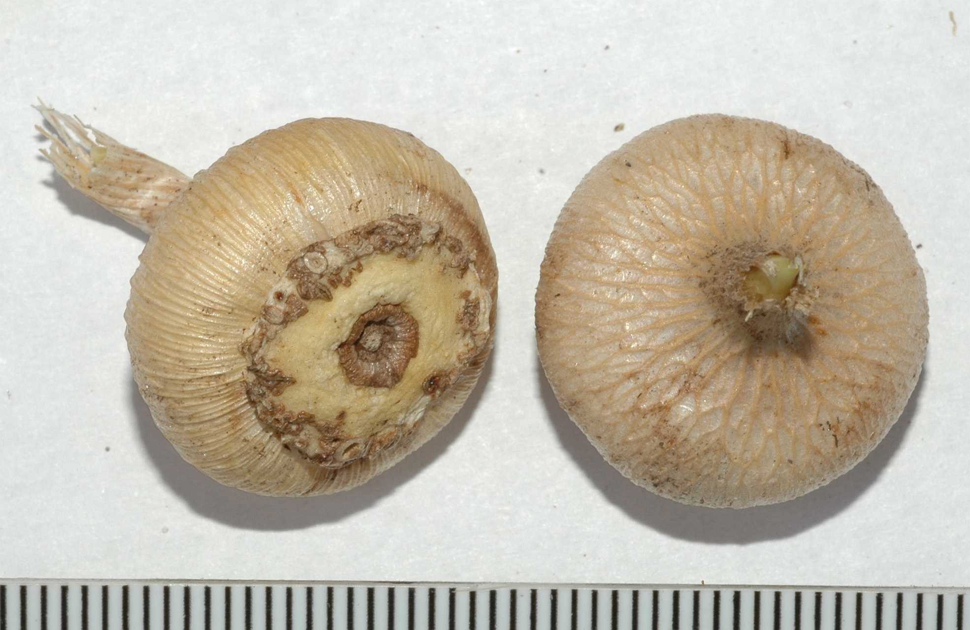 Themidaceae Bloomeria crocea