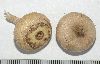 image of Bloomeria crocea
