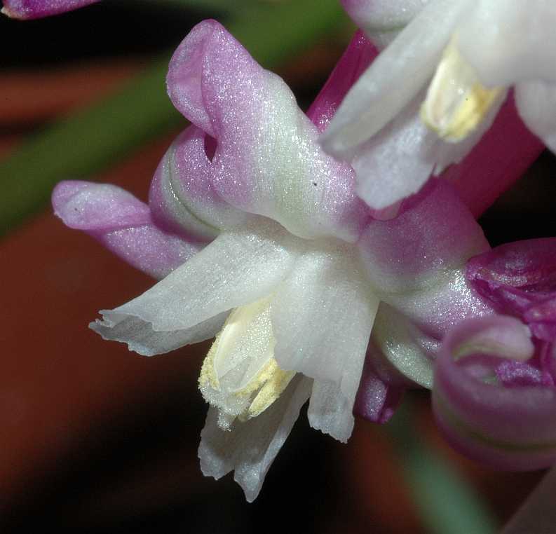 Themidaceae Dichelostemma ida-maia