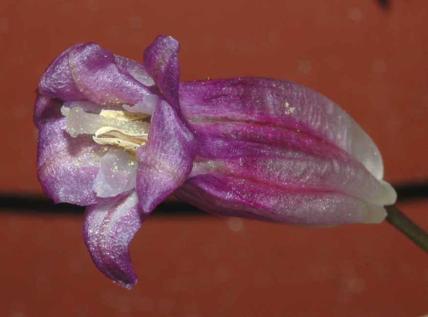 Themidaceae Dichelostemma ida-maia