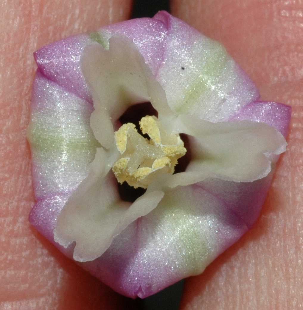 Themidaceae Dichelostemma ida-maia