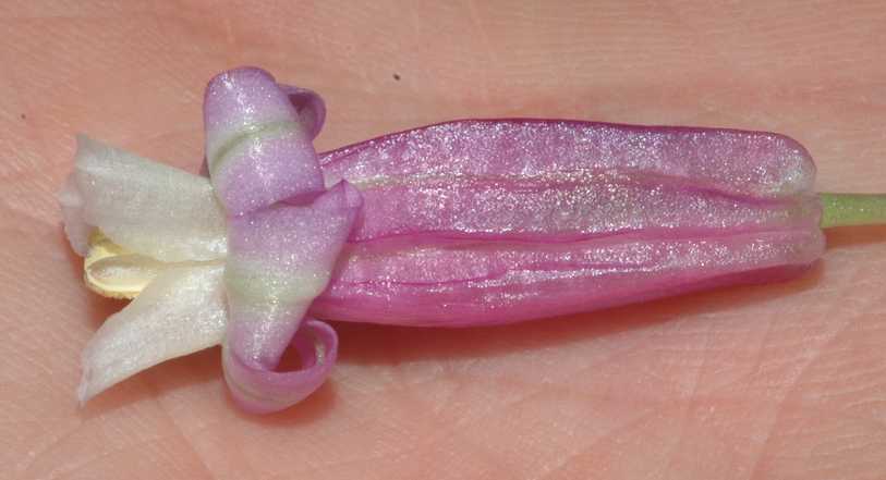 Themidaceae Dichelostemma ida-maia