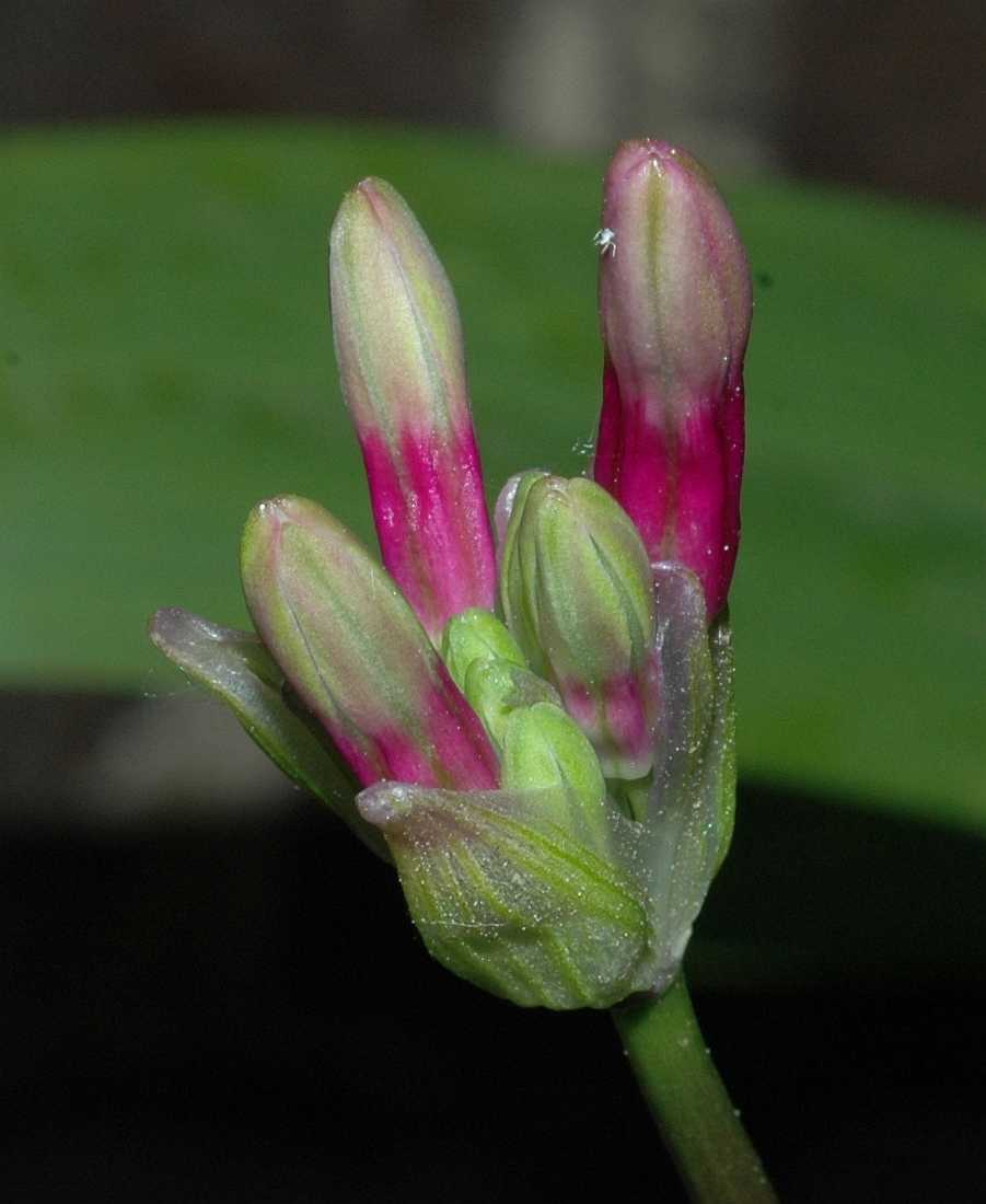 Themidaceae Dichelostemma ida-maia