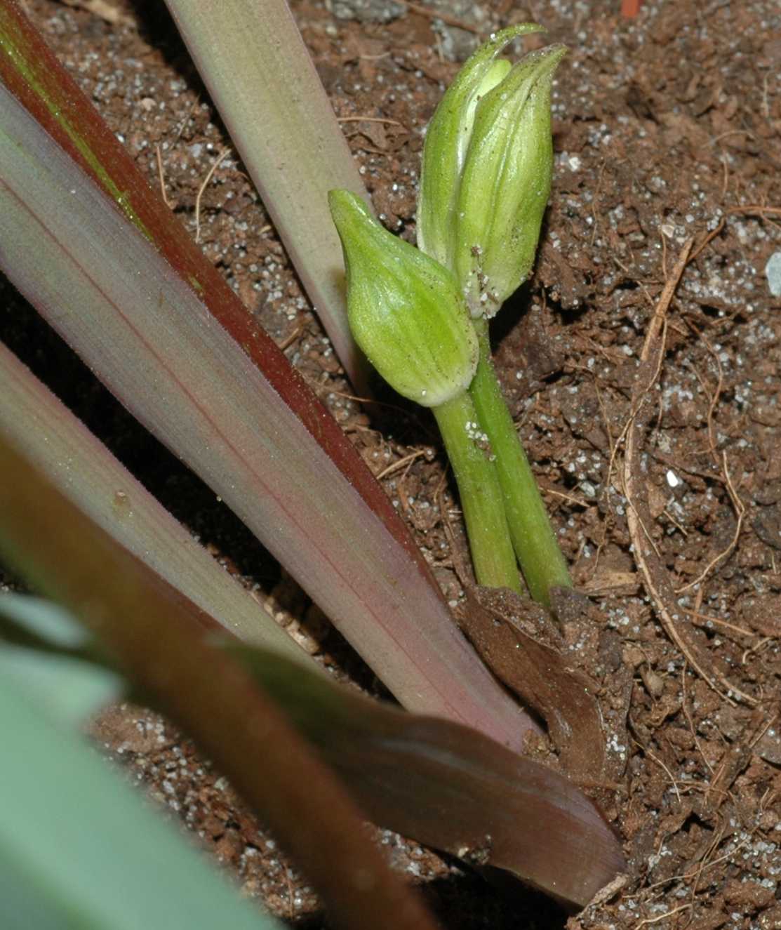 Themidaceae Dichelostemma ida-maia