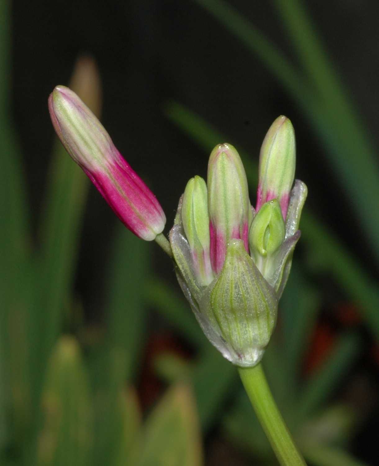 Themidaceae Dichelostemma ida-maia