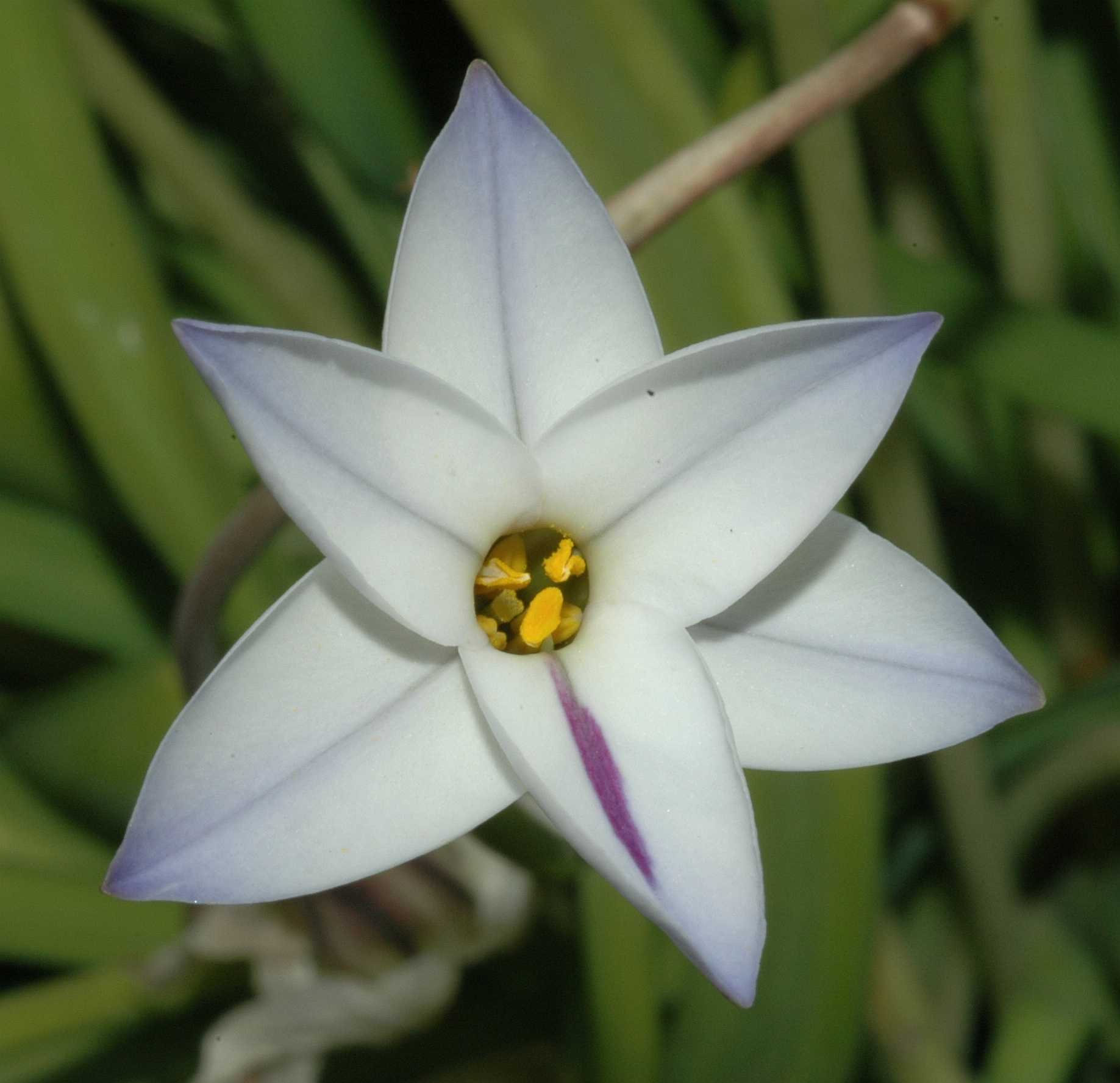 Amaryllidaceae Ipheion uniflorum