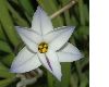 image of Ipheion uniflorum