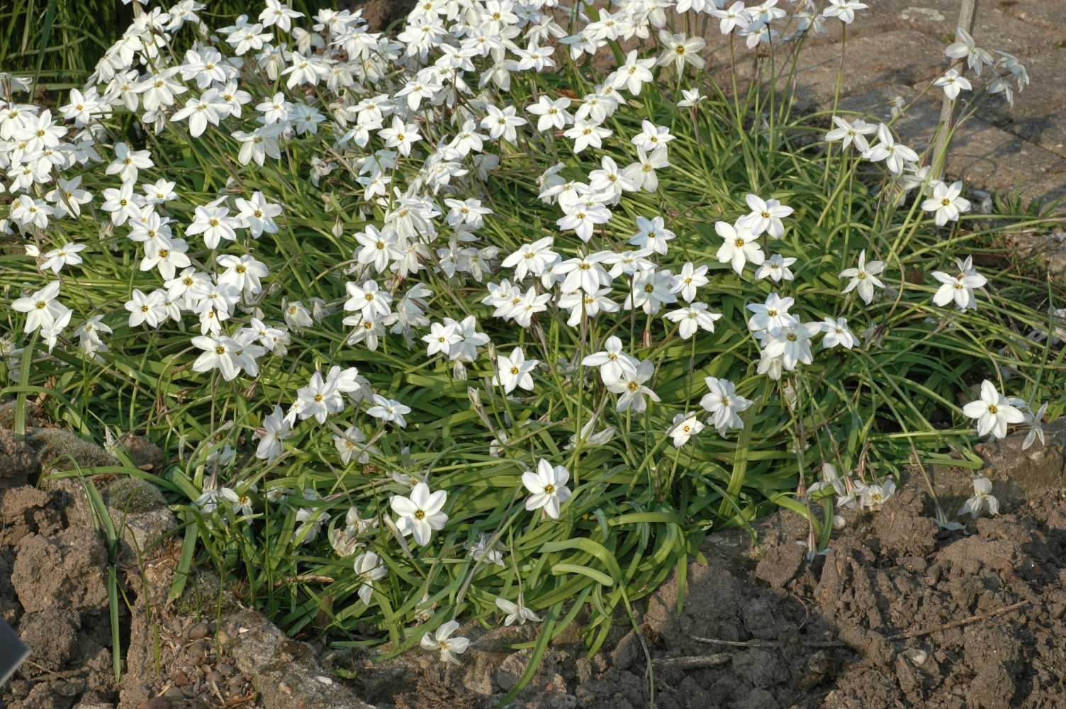 Amaryllidaceae Ipheion uniflorum