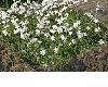 image of Ipheion uniflorum
