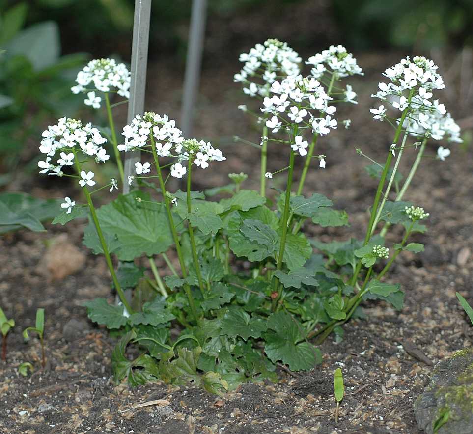 Brassicaceae Pachyphragma macrophyllum