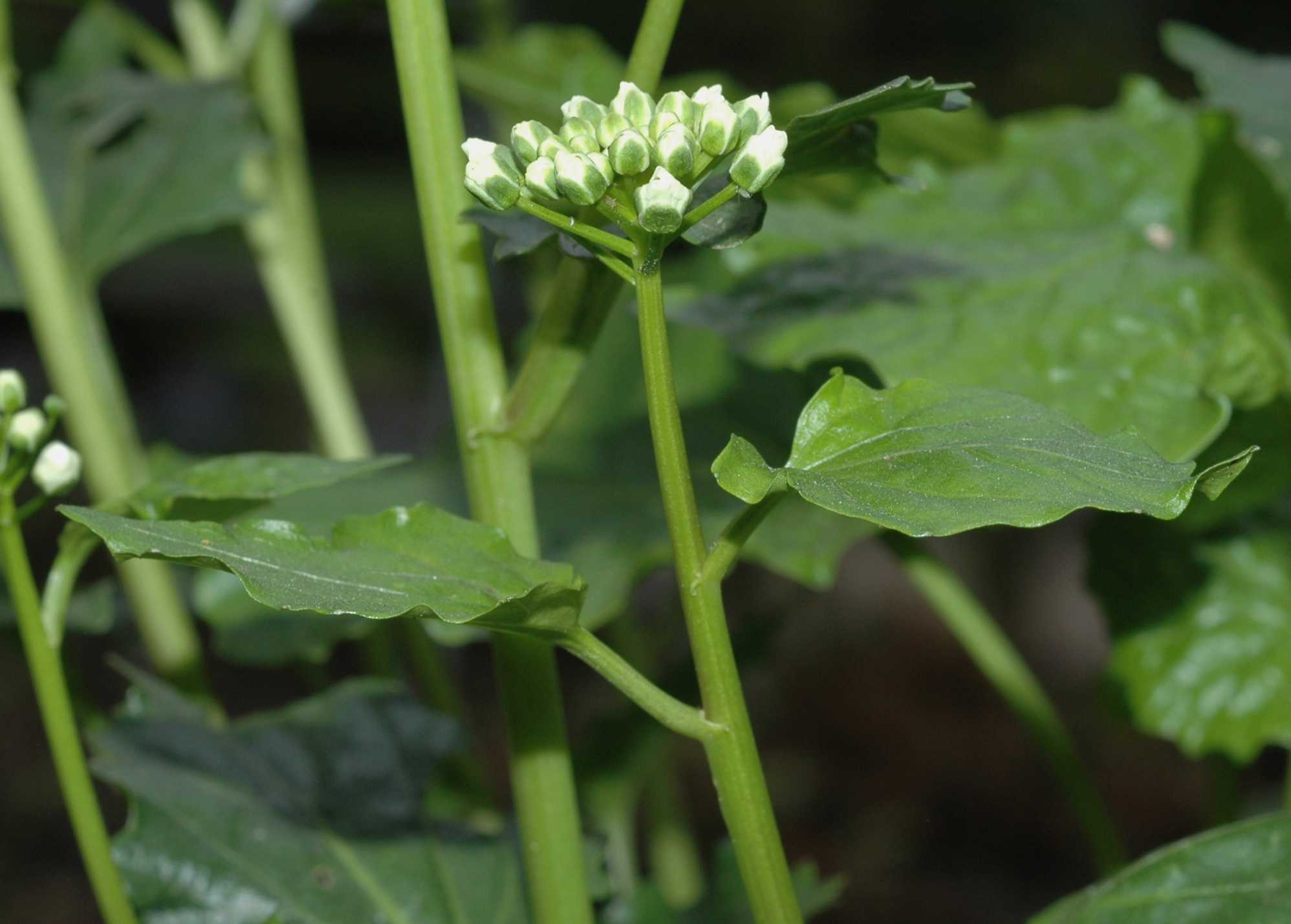 Brassicaceae Pachyphragma macrophyllum