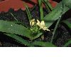image of Bloomeria crocea