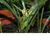 image of Bloomeria crocea
