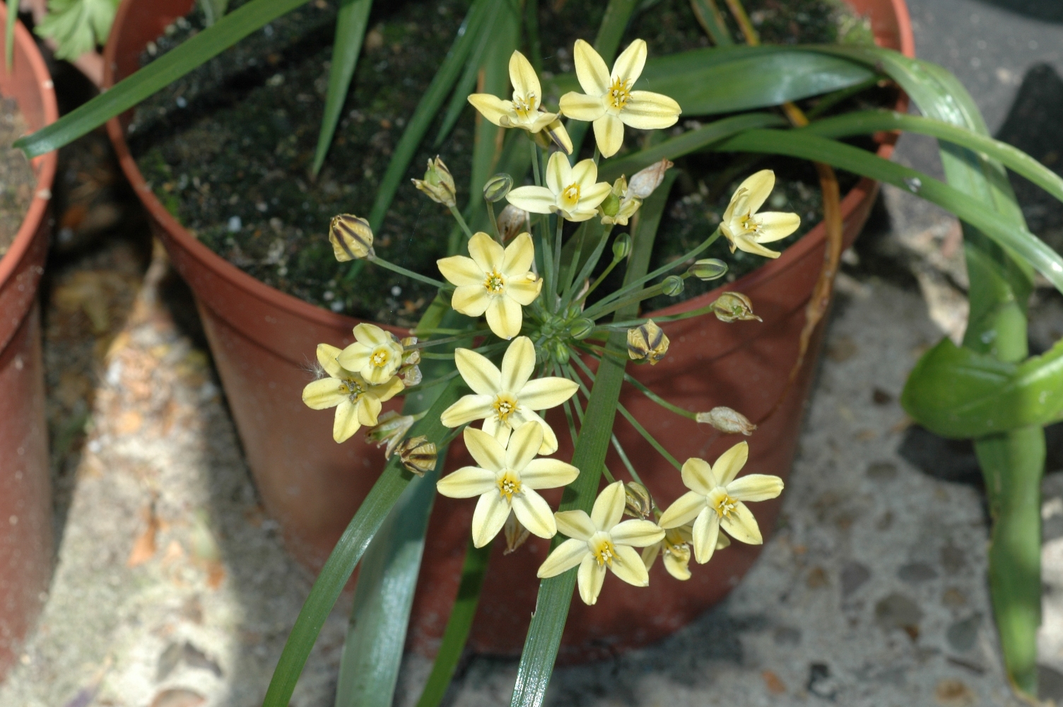 Themidaceae Bloomeria crocea