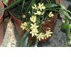 image of Bloomeria crocea